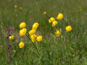 Trollius europaeus - Globeflower - Smörbollar