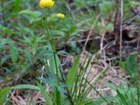 Trollius europaeus Abisko turiststation, Kiruna, Torne lappmark, Lappland, Sweden 20150707_0897