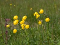 Trollius europaeus Kungsmarken, Lund, Skåne, Sweden 20160528_0020