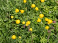 Trollius europaeus Kungsmarken, Lund, Skåne, Sweden 20160528_0021