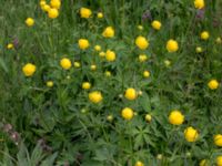 Trollius europaeus Kungsmarken, Lund, Skåne, Sweden 20160528_0022