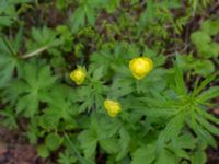 Trollius europaeus Nordkalottenleden, Kiruna, Torne lappmark, Lappland, Sweden 20150708_0826