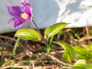 Clematis integrifolia - Bush Clematis - Helbladig klematis