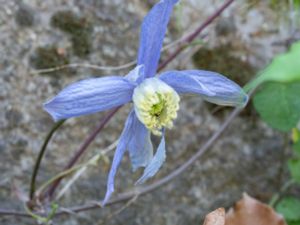 Clematis macropetala - Downy Clematis - Kronklematis