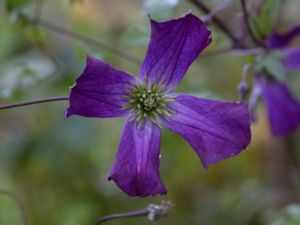 Clematis viticella - Italian Leather Flower - Italiensk klematis