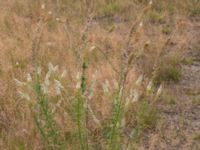 Reseda alba Borgeby, Kävlinge, Skåne, Sweden 20150830_0005