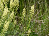 Reseda lutea Svanetorpsvägen, Åkarp, Lomma, Skåne, Sweden 20150603_0002