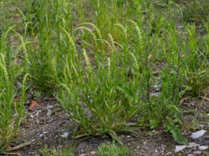 Reseda luteola - Weld - Färgreseda