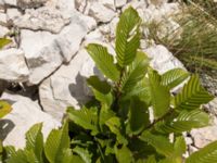 Atadinus alpinus Sveti Jure, Biokovo National Park, Tucepi, Croatia 20170802_1489