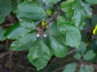 Frangula alnus Lamarken, Tygelsjö vång, Malmö, Skåne, Sweden 20200826_0007