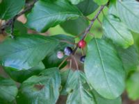 Frangula alnus Lamarken, Tygelsjö vång, Malmö, Skåne, Sweden 20200826_0008