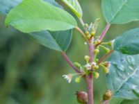 Frangula alnus Lamarken, Tygelsjö vång, Malmö, Skåne, Sweden 20200826_0015