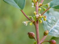 Frangula alnus Lamarken, Tygelsjö vång, Malmö, Skåne, Sweden 20200826_0016