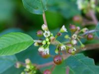 Frangula alnus Lamarken, Tygelsjö vång, Malmö, Skåne, Sweden 20200826_0019