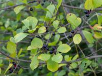 Frangula alnus Vägkant 790 m NNW Aska, Ballingslöv, Hässleholm, Skåne, Sweden 20180727_0049