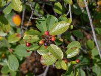 Frangula alnus W hamnen, Rörö, Öckerö, Bohuslän, Sweden 20190717_0055