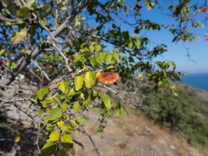 Paliurus spina-christi - Jerusalem Thorn