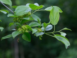 Rhamnus cathartica - Buckthorn - Getapel