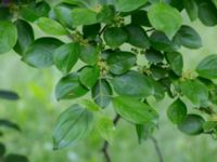 Rhamnus cathartica Alnarp, Lomma, Skåne, Sweden 20150620_0012