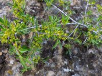 Rhamnus pallasii David Gareji Monastery, Kakheti, Georgia 20180429_2960