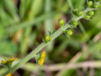 Agrimonia eupatoria Bulltoftaparken, Malmö, Skåne, Sweden 20230813_0044