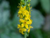 Agrimonia eupatoria Husie mosse, Malmö, Skåne, Sweden 20200803_0010