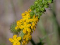 Agrimonia eupatoria Värpinge golfklubb, Lund, Skåne, Sweden 20200618_0037