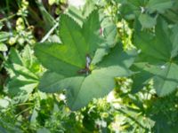 Alchemilla glabra Kummeln, Lyckeby, Karlskrona, Blekinge, Sweden 20170525_0260