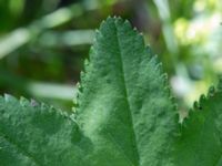 Alchemilla glabra Kummeln, Lyckeby, Karlskrona, Blekinge, Sweden 20170525_0262