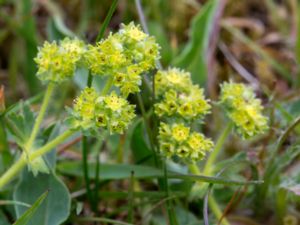 Alchemilla glaucescens - Waxy Lady's Mantle - Sammetsdaggkåpa