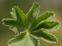 Alchemilla glaucescens Käglinge hästbacke, Malmö, Skåne, Sweden 20160529_0017