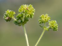 Alchemilla glaucescens Käglinge hästbacke, Malmö, Skåne, Sweden 20160529_0022