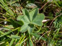 Alchemilla glaucescens Käglinge hästbacke, Malmö, Skåne, Sweden 20200521_0098