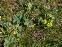 Alchemilla glaucescens Risen, Genarp, Lund, Skåne, Sweden 20140427_0037