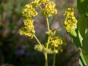 Alchemilla micans - Shining Lady´s Mantle - Glansdaggkåpa