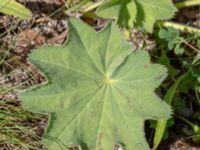 Alchemilla micans Skogsmästarestigen, Bunkeflostrand, Malmö, Skåne, Sweden 20180629_0099