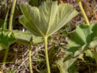 Alchemilla micans Skogsmästarestigen, Bunkeflostrand, Malmö, Skåne, Sweden 20180629_0103