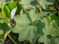 Alchemilla micans Skogsmästarestigen, Bunkeflostrand, Malmö, Skåne, Sweden 20180629_0106