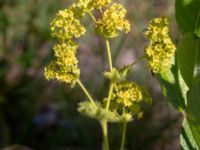 Alchemilla micans Skogsmästarestigen, Bunkeflostrand, Malmö, Skåne, Sweden 20180629_0107