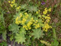 Alchemilla mollis Flygfältsparken, Malmö, Skåne, Sweden 20240617_0014