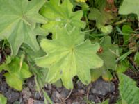 Alchemilla mollis Flygfältsparken, Malmö, Skåne, Sweden 20240617_0015