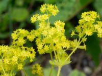 Alchemilla mollis Flygfältsparken, Malmö, Skåne, Sweden 20240617_0018