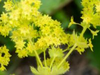 Alchemilla mollis Flygfältsparken, Malmö, Skåne, Sweden 20240617_0019