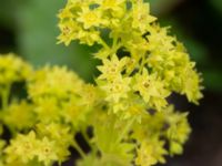 Alchemilla mollis Flygfältsparken, Malmö, Skåne, Sweden 20240617_0020