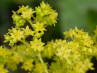 Alchemilla mollis Flygfältsparken, Malmö, Skåne, Sweden 20240617_0021