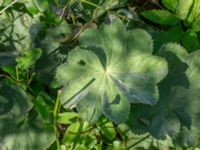 Alchemilla mollis Karlarp 1-124, Tjörnarp, Höör, Skåne, Sweden 20230916_0062