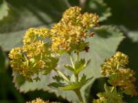 Alchemilla mollis Kullaberg, Höganäs, Skåne, Sweden 20180702_0166