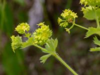 Alchemilla mollis Risarps grustag, Harplinge, Halmstad, Halland, Sweden 20220612_0079