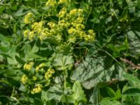 Alchemilla mollis Ulricedal, Malmö, Skåne, Sweden 20190617_0131