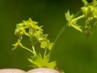 Alchemilla mollis Ulricedal, Malmö, Skåne, Sweden 20190617_0137